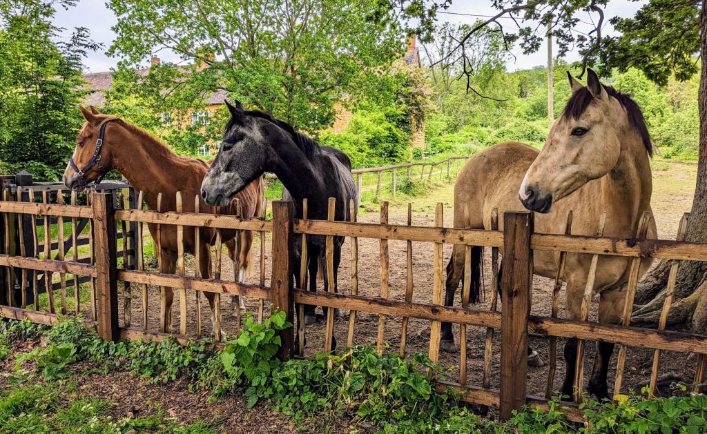 Radway horses