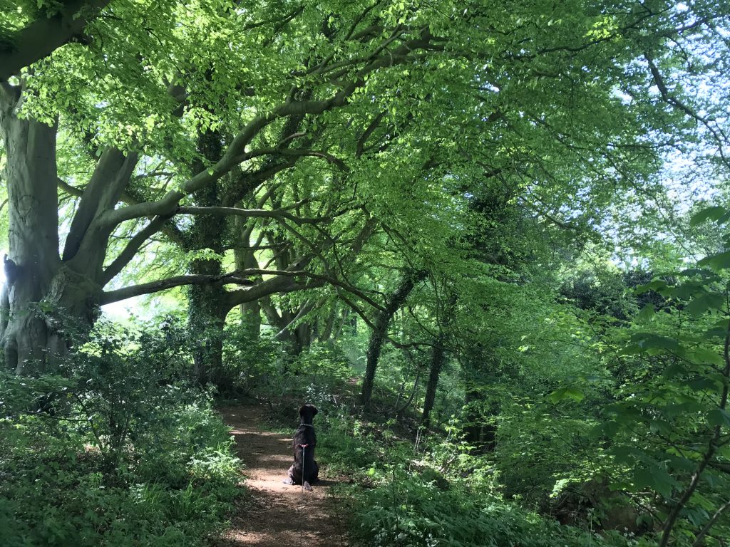 Footpath and trees