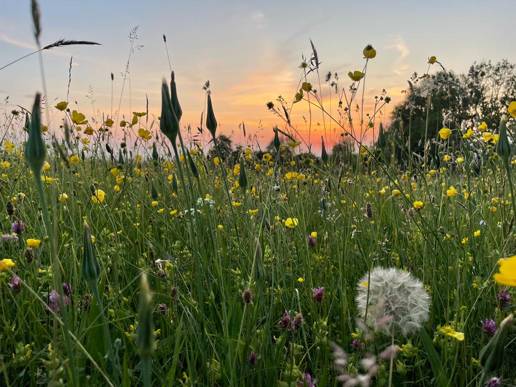 Radway Meadow with sunset